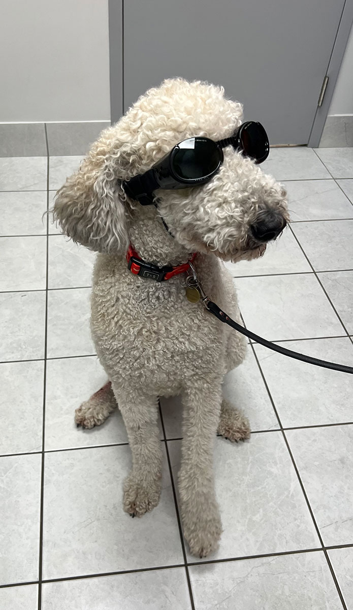 Dog Wearing Laser Protection Goggles