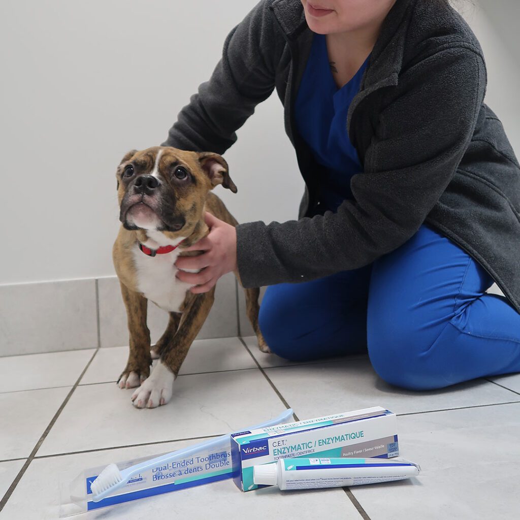 Pet Teeth Cleaning in Toronto, ON Westway Animal Clinic