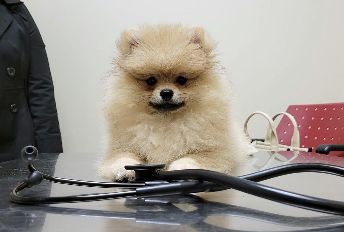 Cute Dog At Westway Animal Clinic