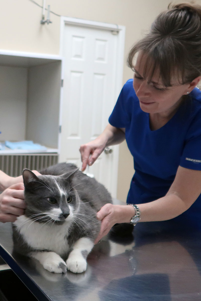 Gray And White Cat Receiving A Vaccine
