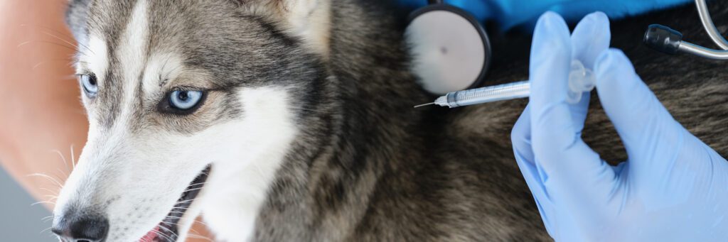 Fluffy Husky Dog Get Injection From Veterinary Doctor, Treatment For Recovery