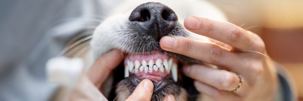 Dog Dental (2)