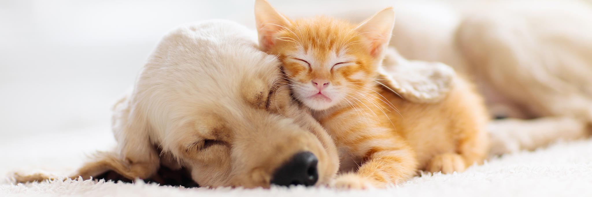 Close Up Of Young Puppy And Kitten Sleeping Together