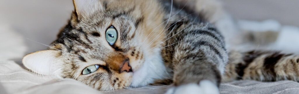 close up of striped cat lying on bed and stretching out paw