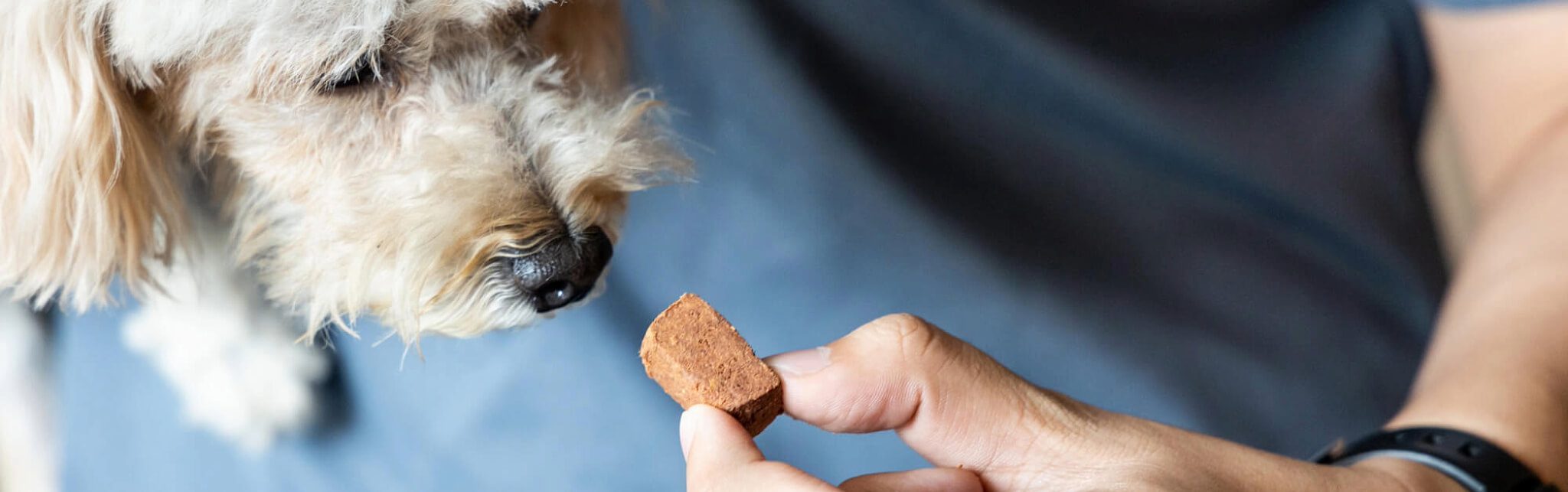Male giving heartworm prevention to a small white poodle dog