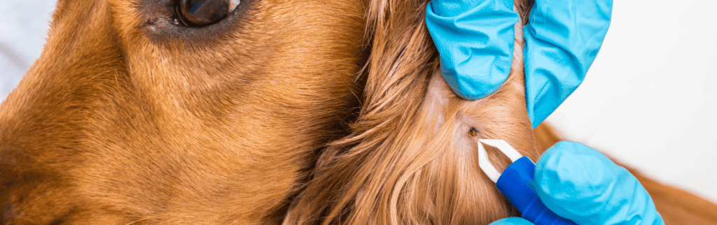 Person removing tick from dogs ear with tick removal tool