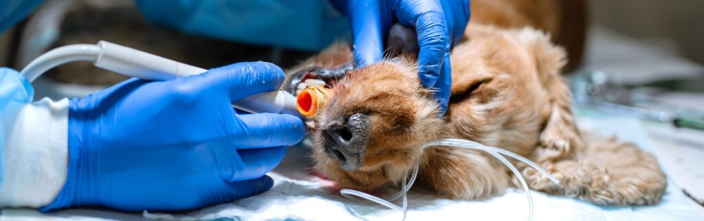 a small dog receiving a dental cleaning with anesthesia