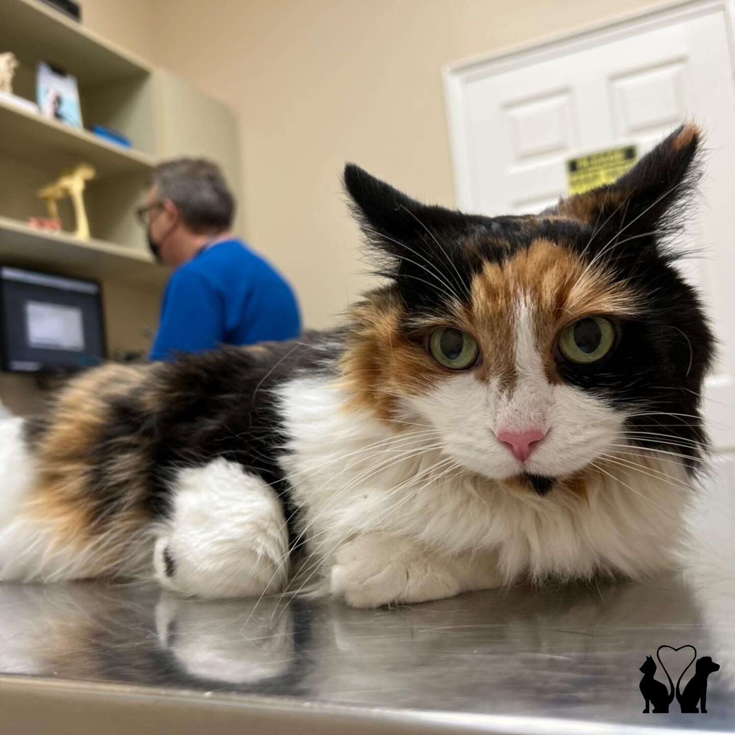 Cat At Clinic With Doctor In The Background